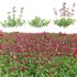 Salvia Wendy Wish – Sage Wendy Wish 01 - Thumbnail 1