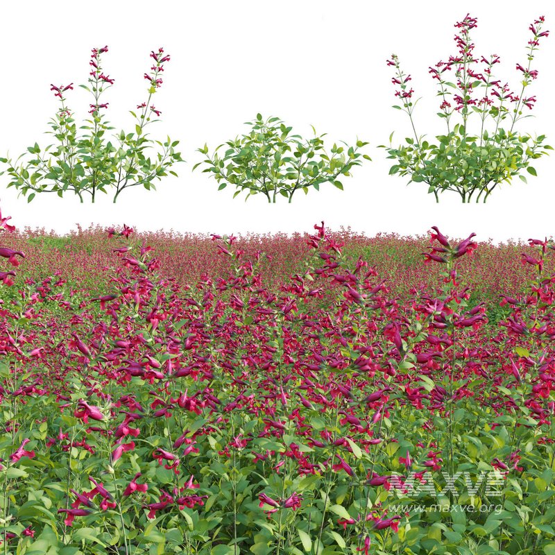 Salvia Wendy Wish – Sage Wendy Wish 01 - Image 1