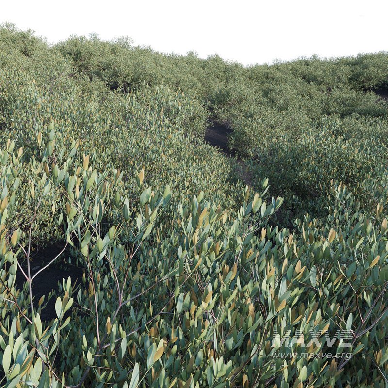 Simmondsia Chinensis – Jojoba - Image 2