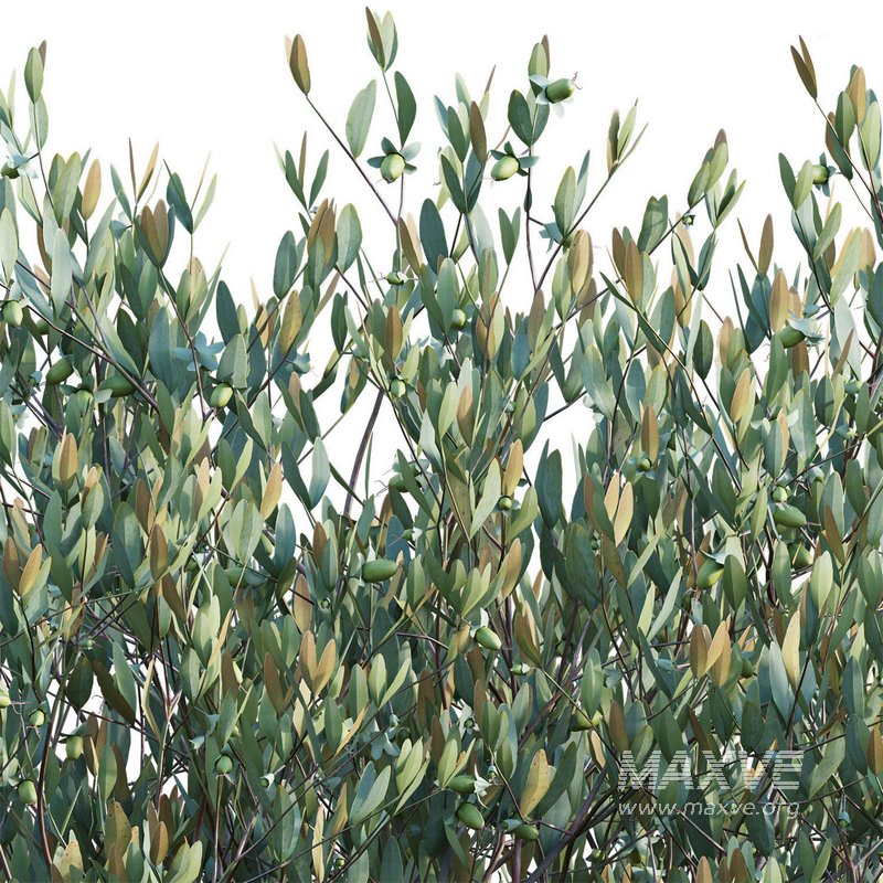 Simmondsia Chinensis – Jojoba - Image 3