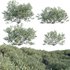 Simmondsia Chinensis – Jojoba - Thumbnail 1