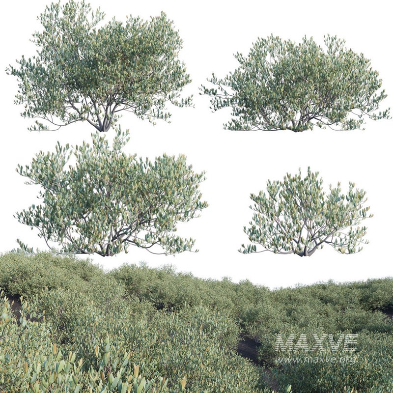 Simmondsia Chinensis – Jojoba - Image 1