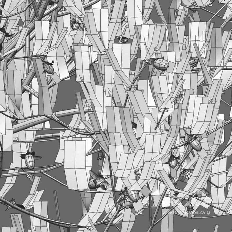 Simmondsia Chinensis – Jojoba - Image 4