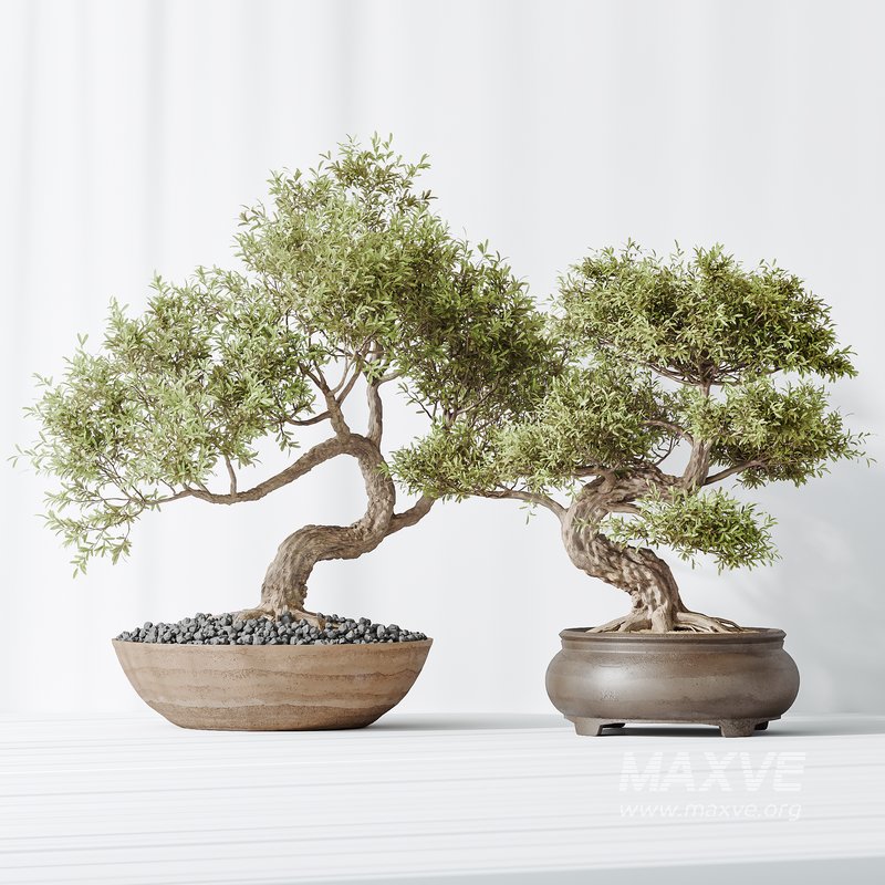 AV Indoor plants set 127 Mission Kalamata Leccino Arbequina Wilsonii Chemlali Olive Set - Image 7