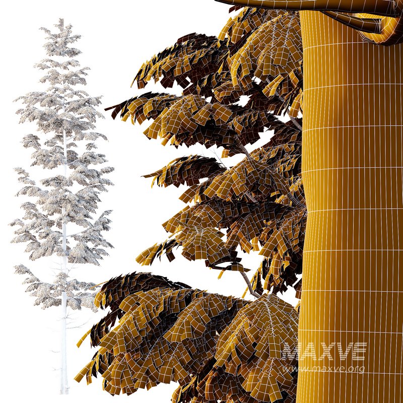 spruce tree007 - Image 4