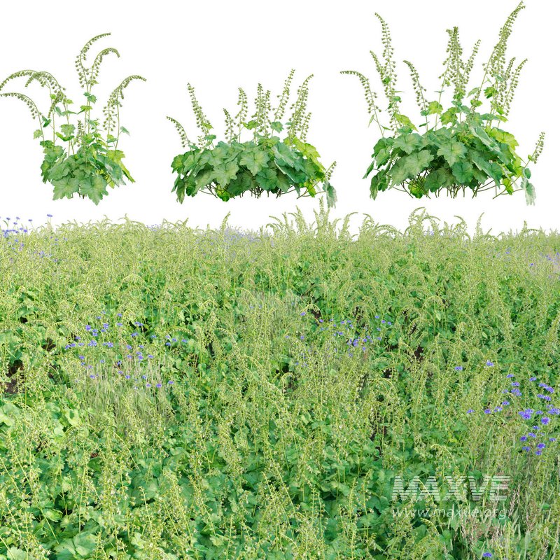 Tellima Grandiflora – Fringe Cups 02 - Image 1