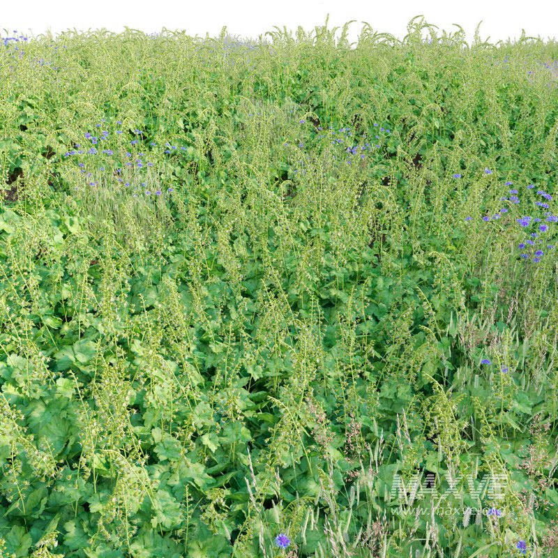 Tellima Grandiflora – Fringe Cups 02 - Image 3