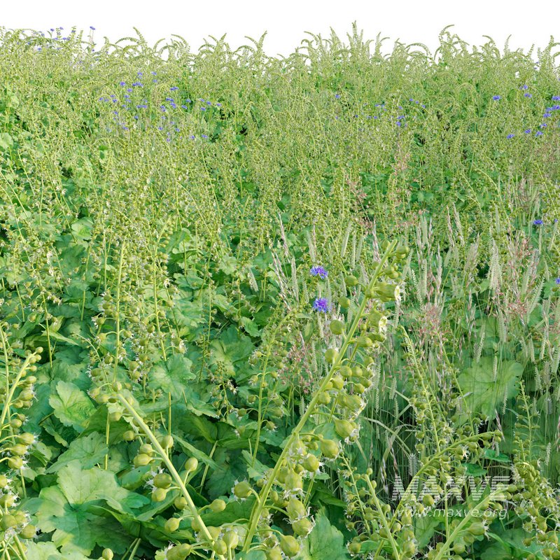 Tellima Grandiflora – Fringe Cups 02 - Image 2