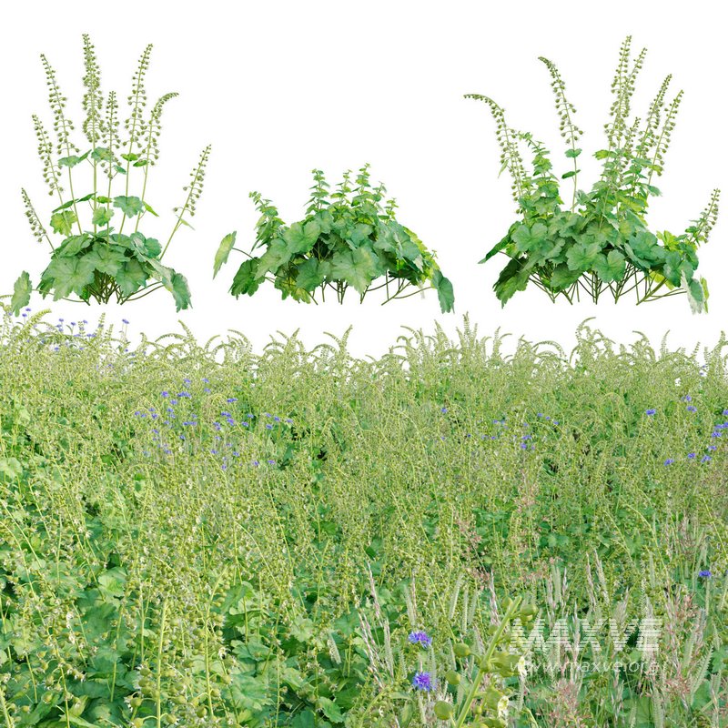 Tellima Grandiflora – Fringe Cups - Image 1