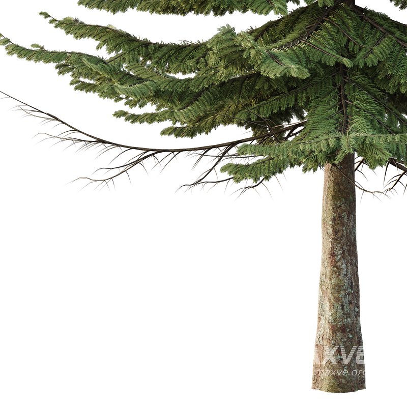 spruce tree002 - Image 3
