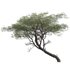 Vachellia erioloba – Camel thorn 02 - Thumbnail 2