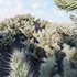 Cylindropuntia Bigelovii – Teddy Bear Cholla - Thumbnail 3