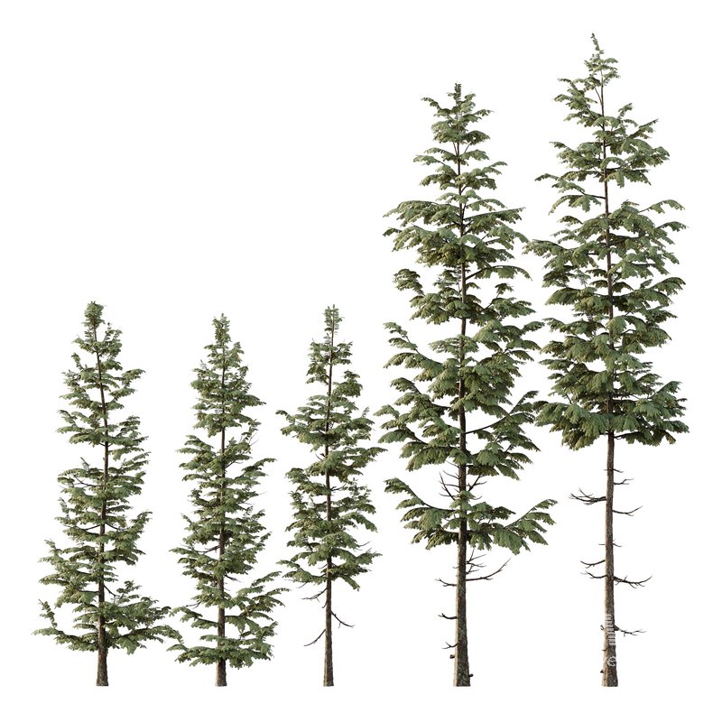 spruce tree007 - Image 2