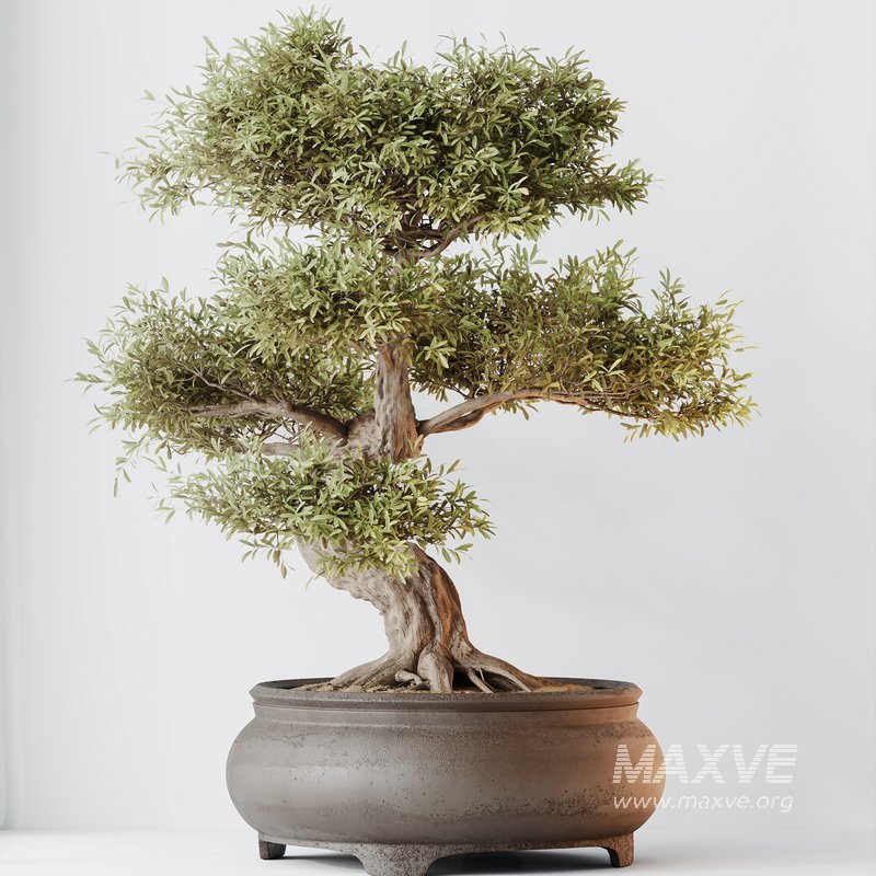 AV Indoor plants set 127 Mission Kalamata Leccino Arbequina Wilsonii Chemlali Olive Set - Image 3