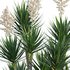 Yucca aloifolia – Spanish bayonet – Aloe yucca - Thumbnail 2