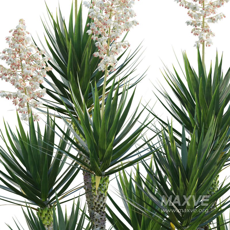 Yucca aloifolia – Spanish bayonet – Aloe yucca - Image 2