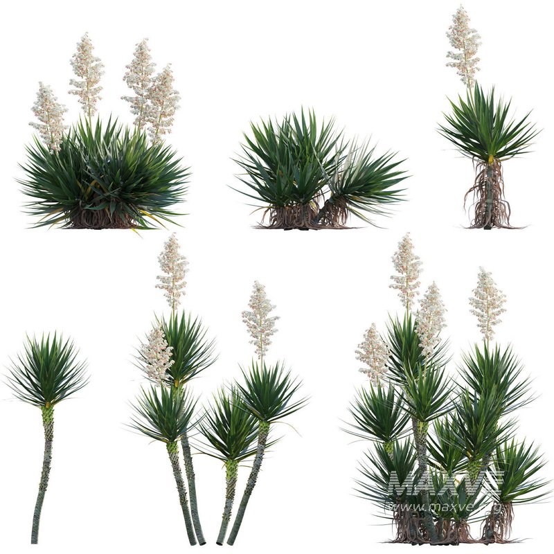 Yucca aloifolia – Spanish bayonet – Aloe yucca - Image 1