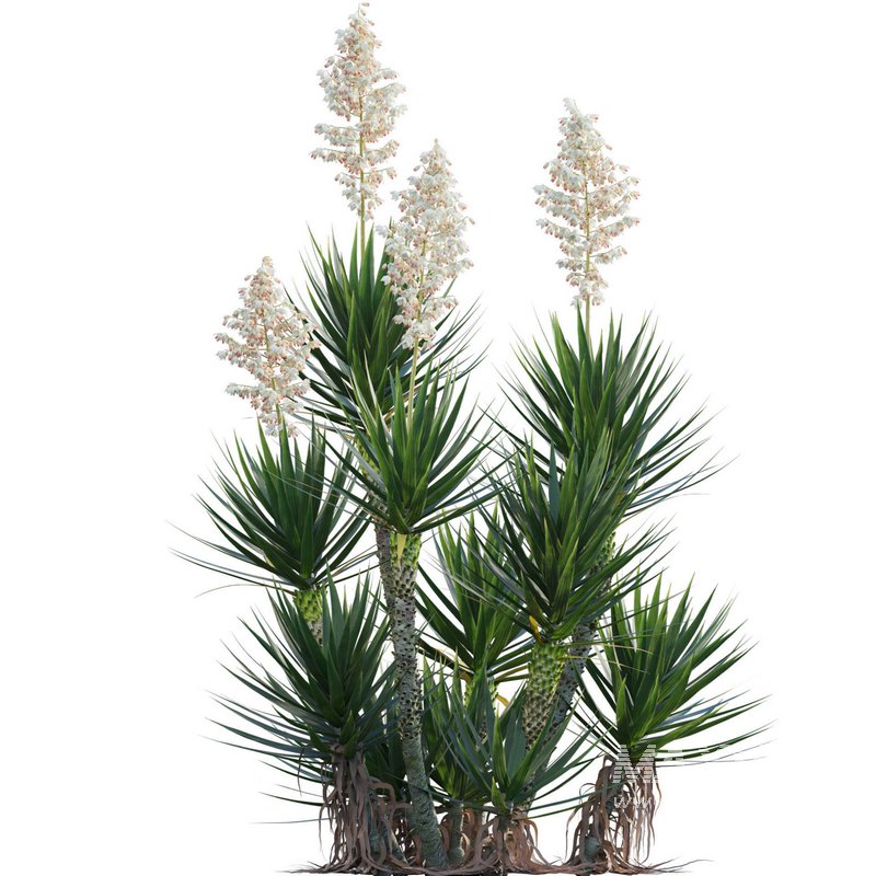 Yucca aloifolia – Spanish bayonet – Aloe yucca - Image 3