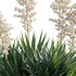 Yucca aloifolia – Spanish bayonet – Aloe yucca - Thumbnail 4