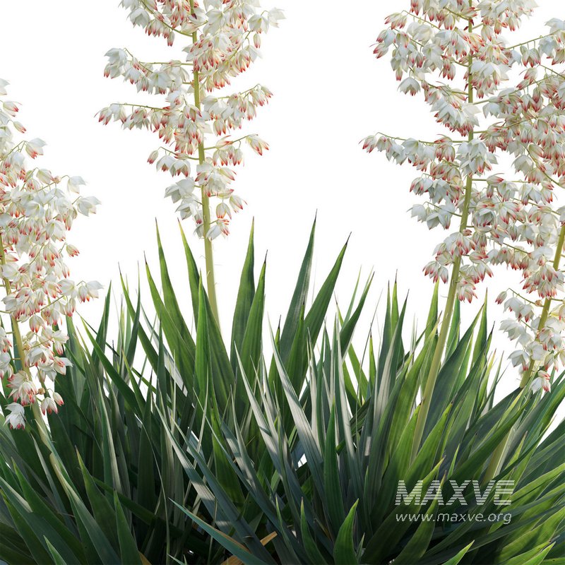 Yucca aloifolia – Spanish bayonet – Aloe yucca - Image 4