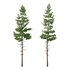 Pinus tree001 - Thumbnail 1