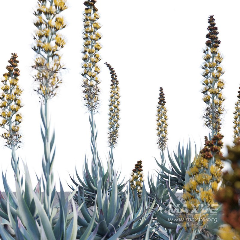Agave Blue Flame - Image 2