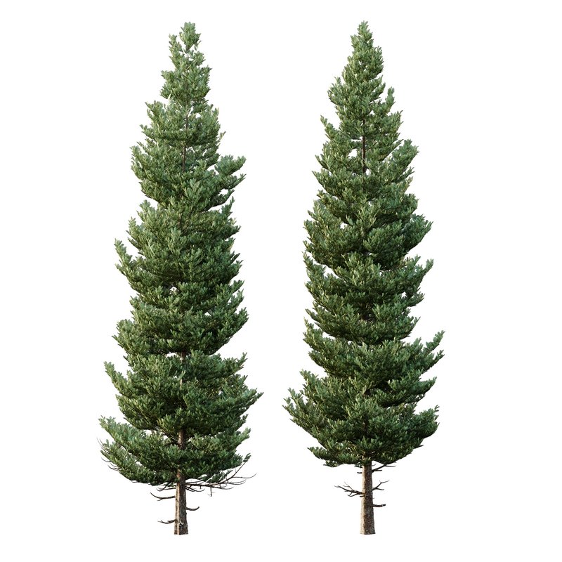 spruce tree004 - Image 1