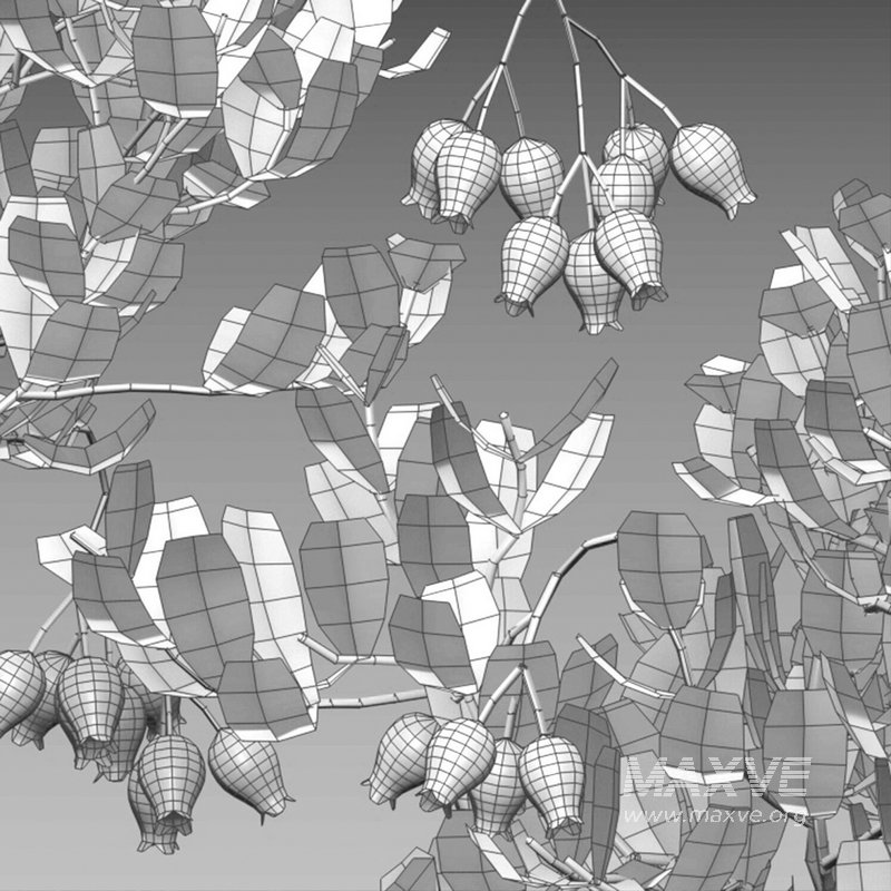 Arctostaphylos glauca ?C Big Berry Manzanita 03 - Image 5