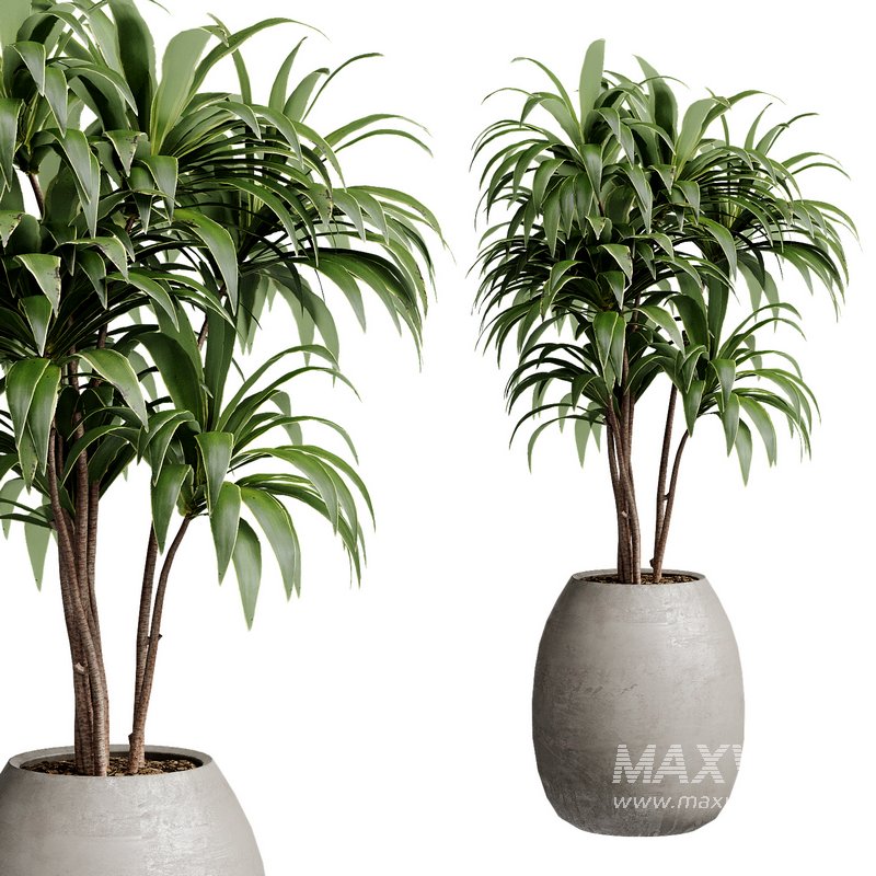 Indoor Plant 28 - Image 5