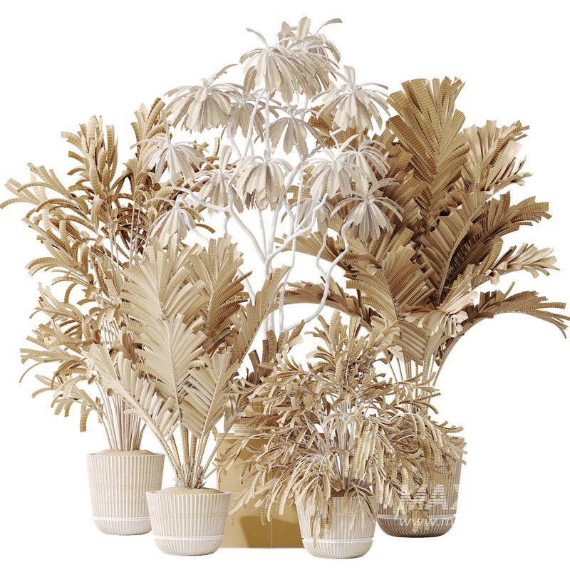 AV Indoor plants set 150 Lutescens Areca Palm and Ficus Cyathistipula and Paradise Kentia Everlasting - Image 12