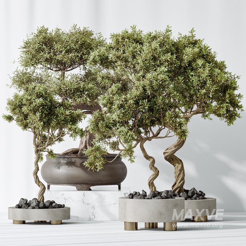 AV Indoor plants set 153 Mission Kalamata Leccino Arbequina Wilsonii Chemlali Olive - Image 3