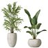 AV Indoor plants set 151 Beech Olea Europaea Olive and Lutescens Areca Palm and Mountain Kentia Palm and Strelitzia Reginae Nicolai - Thumbnail 2