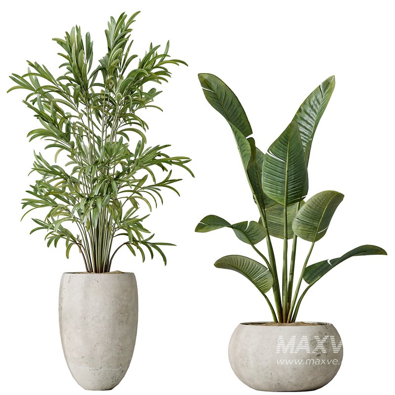 AV Indoor plants set 151 Beech Olea Europaea Olive and Lutescens Areca Palm and Mountain Kentia Palm and Strelitzia Reginae Nicolai - Image 2