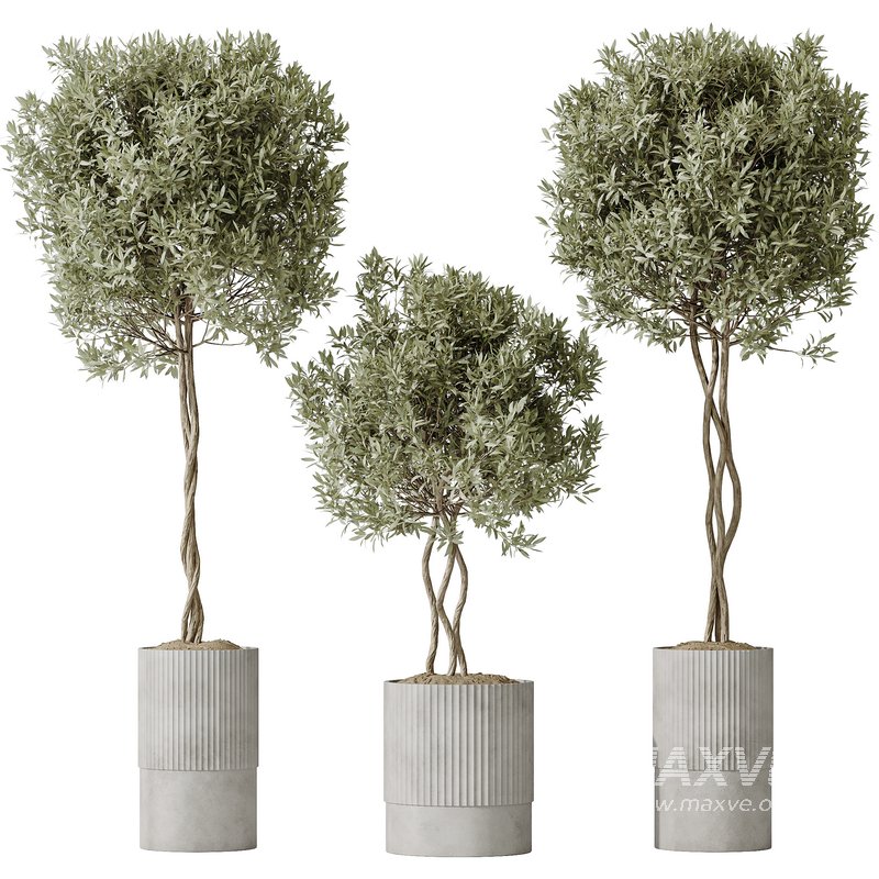 AV Indoor plants set 148 Mission Kalamata Leccino Arbequina Wilsonii Chemlali Olive - Image 1