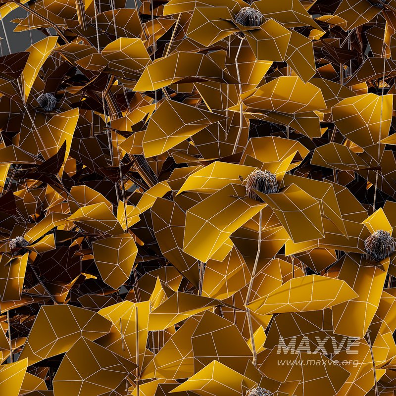 romneya coulter Plant 07 -2 Model - Image 3