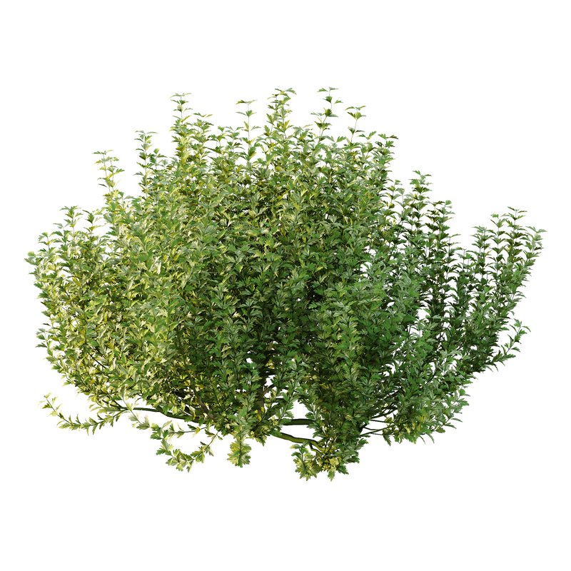 ntal plant, kept for its large, showy flowers. - Image 4