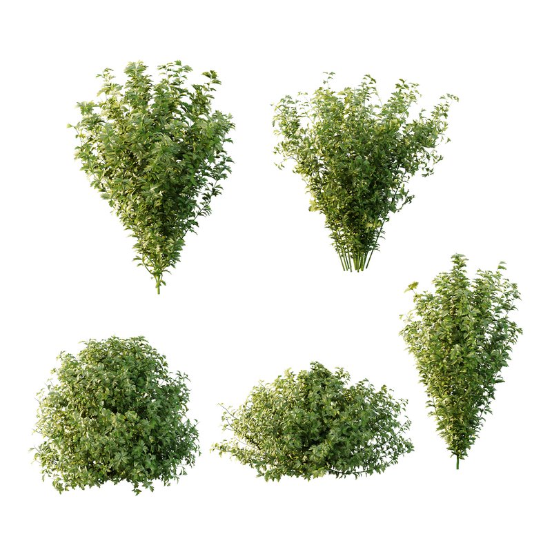 romneya coulter Plant 09 (5 Model) - Image 1