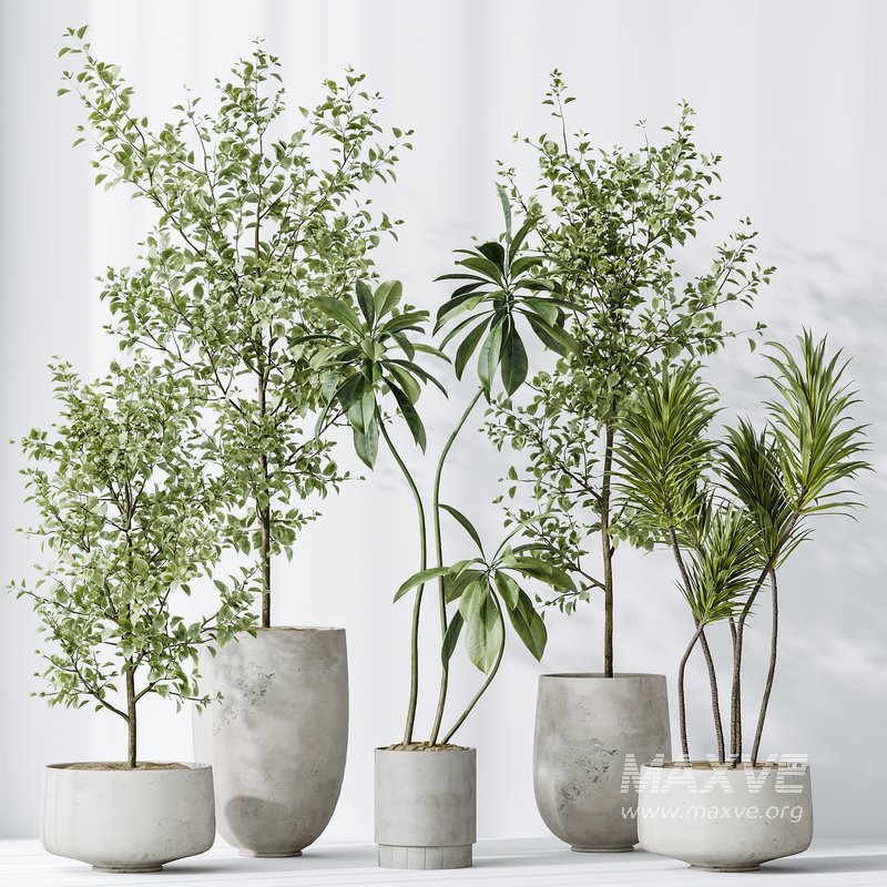 AV Indoor plants set 153 Beech Olea Europaea Olive Eucalyptu and Aloifolia Rostrata Palm and Ficus Cyathistipula African Fig - Image 14