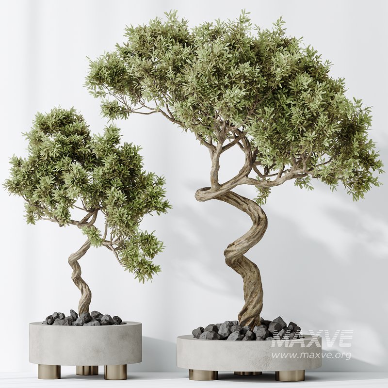 AV Indoor plants set 131 Mission Kalamata Leccino Arbequina Wilsonii Chemlali Olive - Image 4