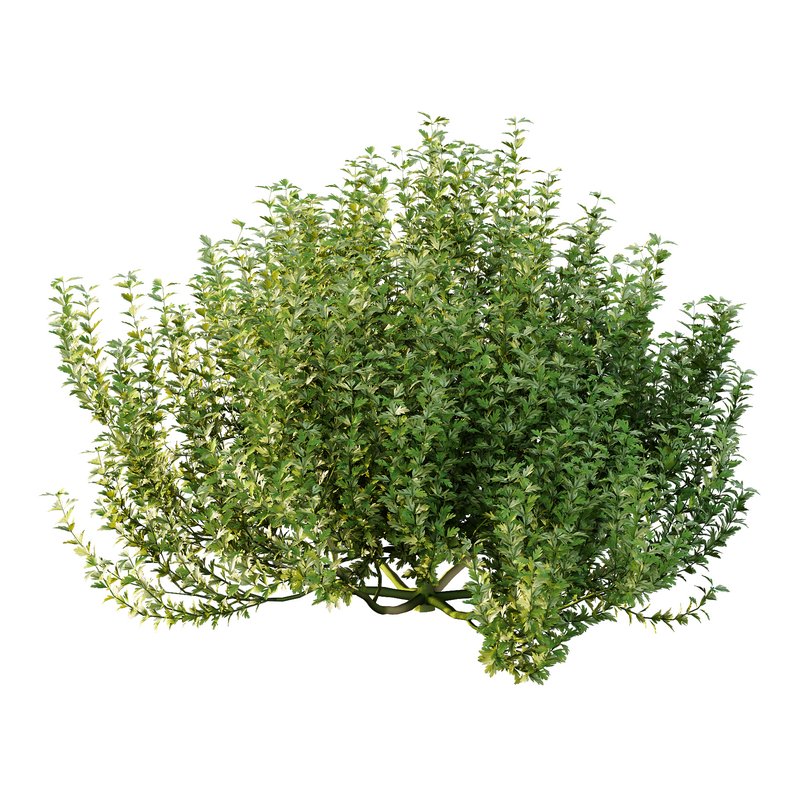 ntal plant, kept for its large, showy flowers. - Image 3