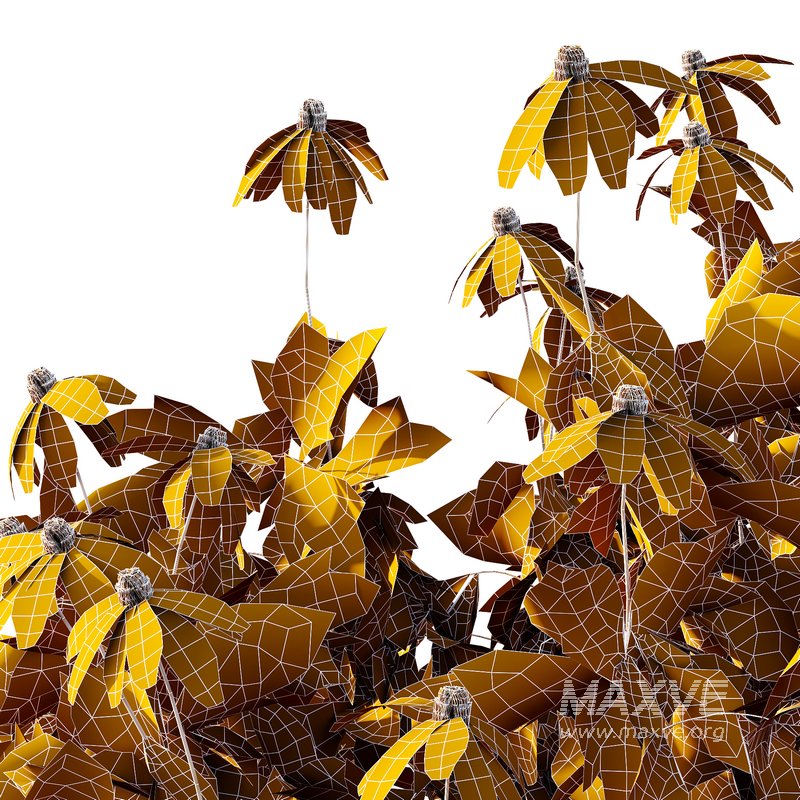 Rudbeckia laciniata Plant 03 - Image 3