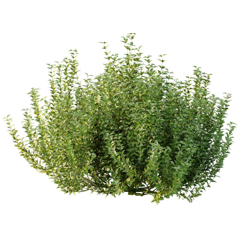 ntal plant, kept for its large, showy flowers. - Image 6