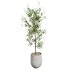 AV Indoor plants set 153 Beech Olea Europaea Olive Eucalyptu and Aloifolia Rostrata Palm and Ficus Cyathistipula African Fig - Thumbnail 8