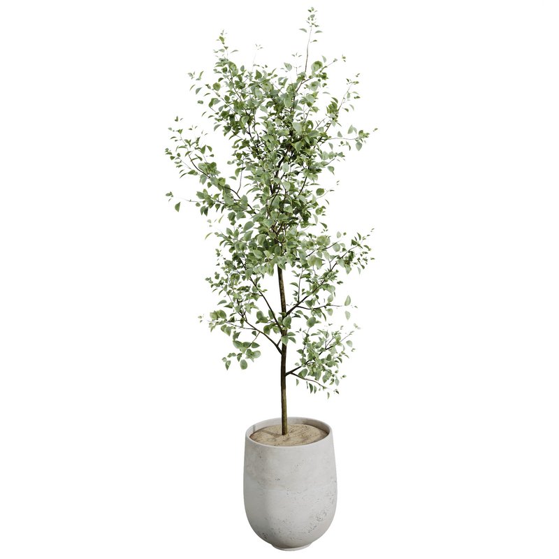 AV Indoor plants set 153 Beech Olea Europaea Olive Eucalyptu and Aloifolia Rostrata Palm and Ficus Cyathistipula African Fig - Image 8
