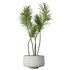 AV Indoor plants set 153 Beech Olea Europaea Olive Eucalyptu and Aloifolia Rostrata Palm and Ficus Cyathistipula African Fig - Thumbnail 11