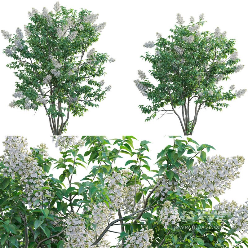 Syringa vulgaris – Common Lilac 03 - Image 1