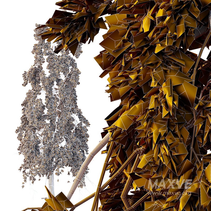 Chamaecyparis thyoides Tree - Image 3