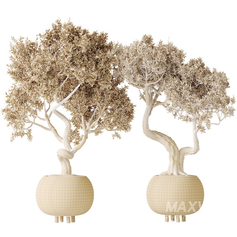 AV Indoor plants set 138 Ficus Retusa Microcarpa Bonsai Ginseng - Image 8