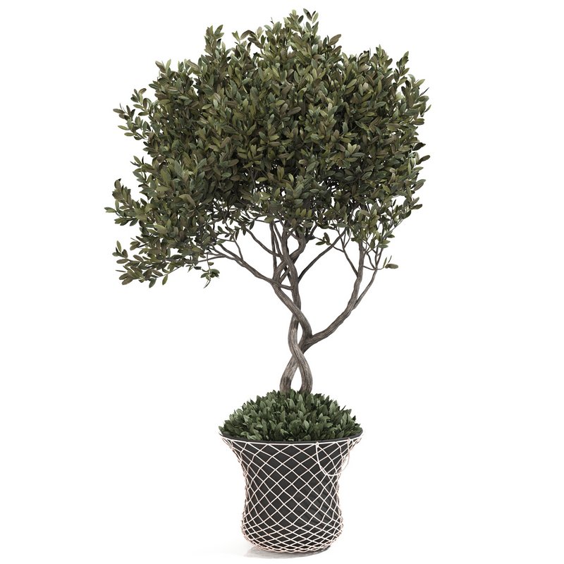 olive plant in pot - Image 2