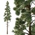 Pinus tree005 - Thumbnail 4
